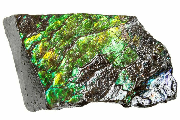 Iridescent Ammolite (Fossil Ammonite Shell) - Alberta #311405